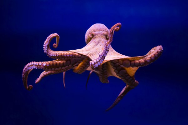 Kraken официальная ссылка