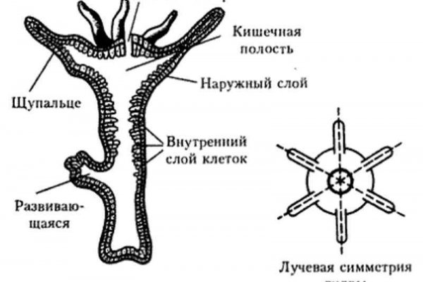 Как найти официальный сайт кракен